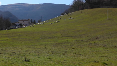 ovejas en un campo verde