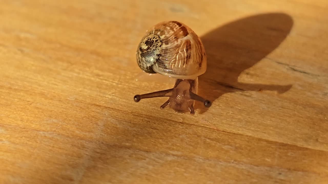 Extreme close-up of a small snail on a wooden table making a slow turn, its antennas and mouth clearly visible