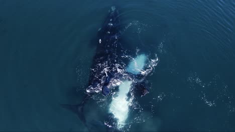 Avistamiento-De-Ballenas---Vista-De-Arriba-Hacia-Abajo-De-Ballenas-Francas-Australes-Jugando-En-Las-Aguas-Abiertas-Del-Mar-Patagónico