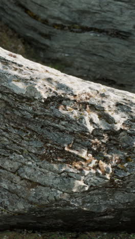 close-up of a rock surface