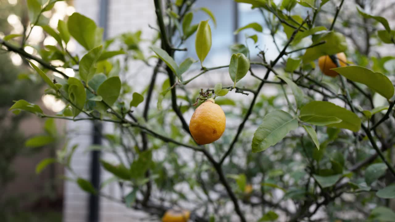 Slow cinematic push-in on a group of ripe lemons growing on a backyard tree, symbolising freshness and sustainability