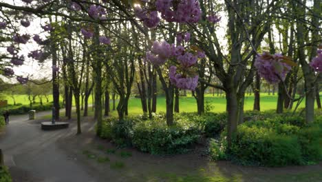Blühende-Bäume-Im-Park-4k-Uhd