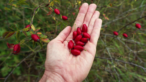 hand holding red berries of dogrose plant,close up shot - medical berries for tea and medicine