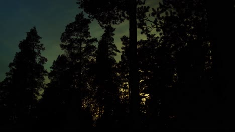 Borealer-Wald-Zeitraffer-Von-Tag-Zu-Nacht:-Wolken-Ziehen-über-Hohe-Bäume