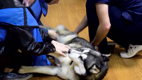 dog in x-ray room