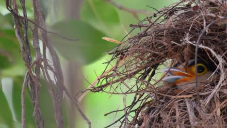 the silver-breasted broadbill is a famous bird in thailand, both local and international