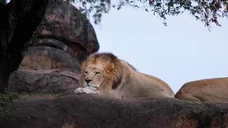 video of a male lion resting on a rock under a tree with a lioness next to him.