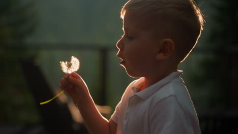 niño sopla diente de león en el parque del atardecer. niño pequeño soñando juega con flor silvestre de verano en el sitio rural al anochecer. niño sostiene flor de viento con semillas esponjosas