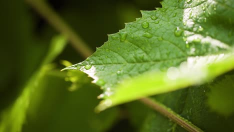 gotas de agua en la superficie de la hoja