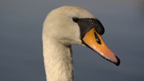 extreme closeup of a white swan swimming in the lake