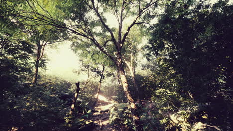 Late-summer-sunlight-breaking-through-the-trees