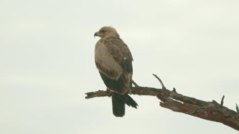 endangered steppe eagle sitting on the branch of tree in masai mara, kenya