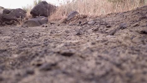 Low-wide-angle-of-black-beetle-walking,-narrow-focus-depth-of-field