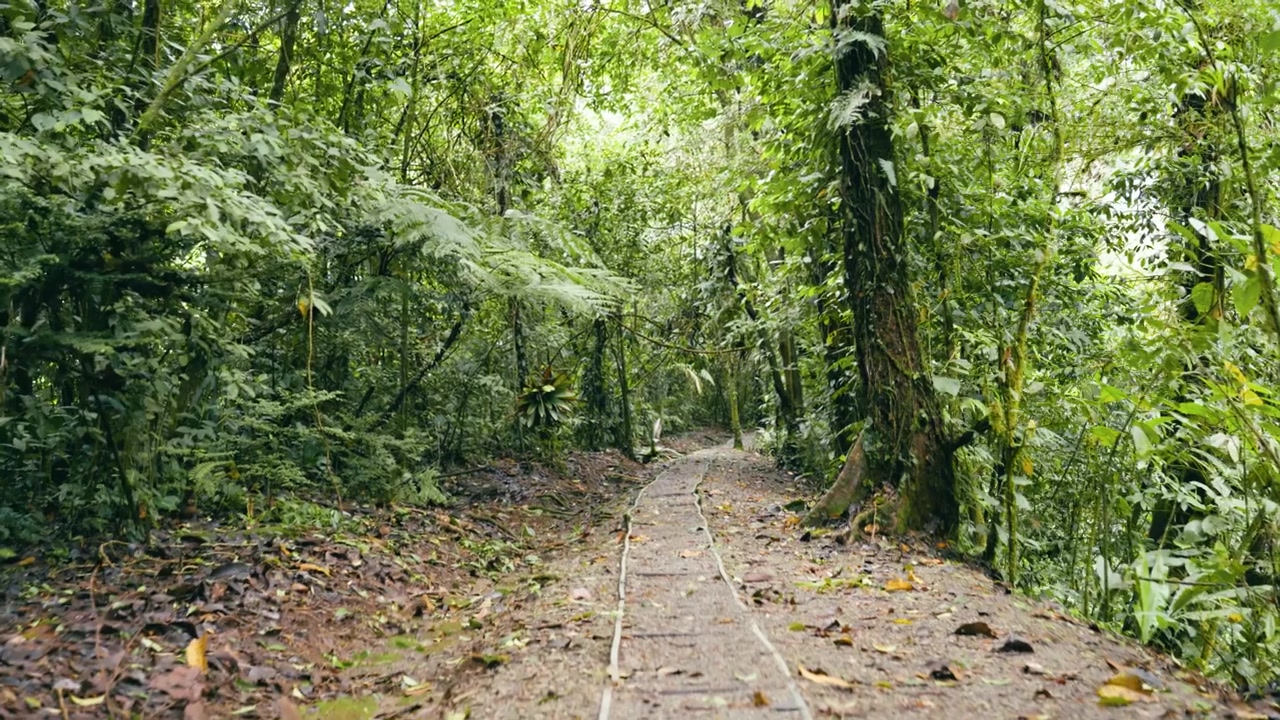Narrow Trail Through Lush Tropical Rainforest