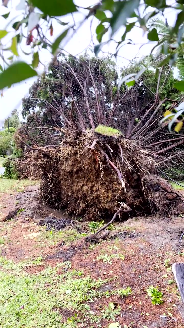 Le conseguenze dei danni della tempesta mostrano un vecchio albero sradicato nel quartiere. Verticale.