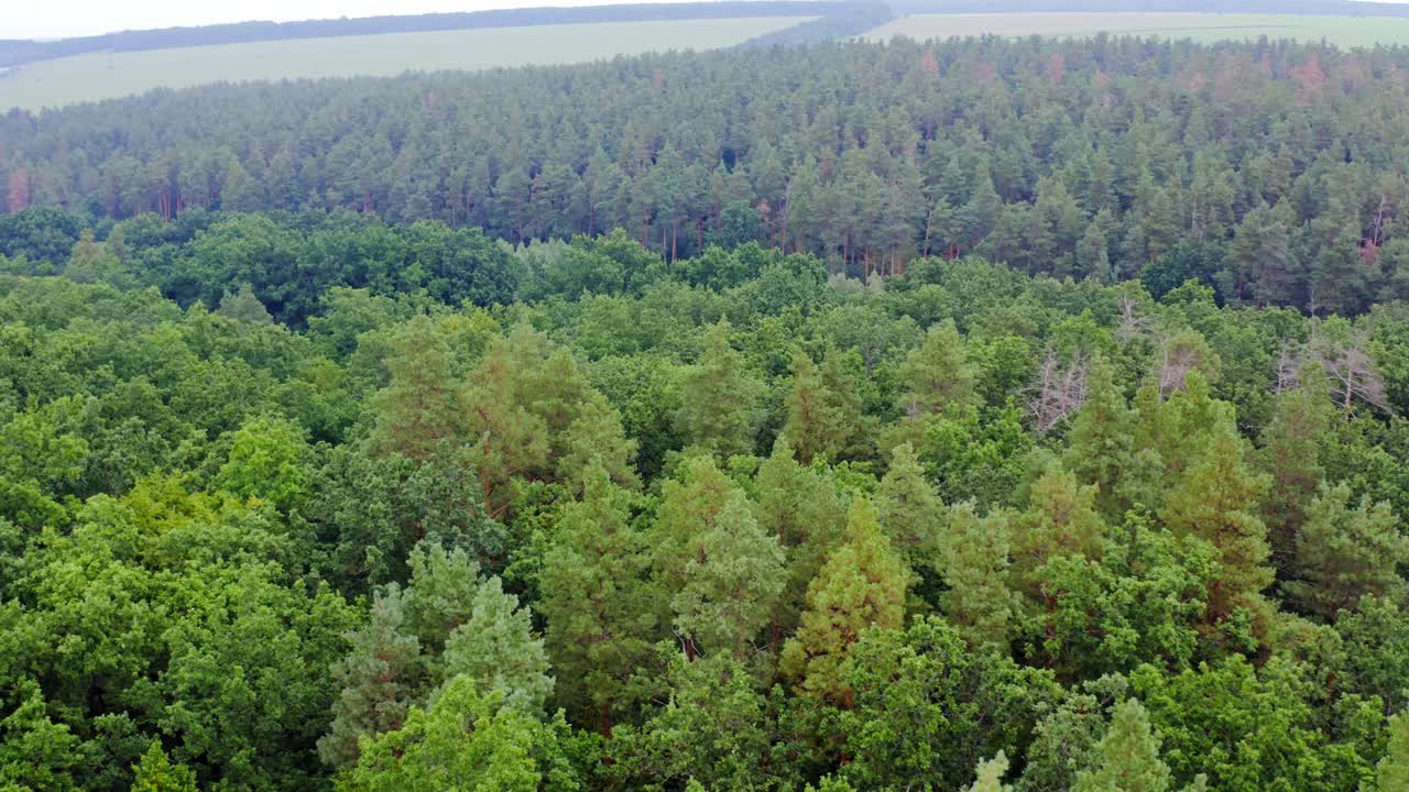 Woodland in the countryside. Treetops in the morning. Green nature scenery. Fresh landscape of the forest. Aerial view. Motion camera to the left.