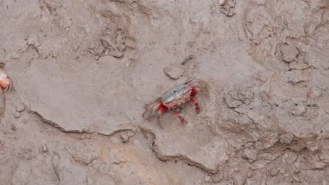 a small red crab walking across a muddy surface during the day, close-up