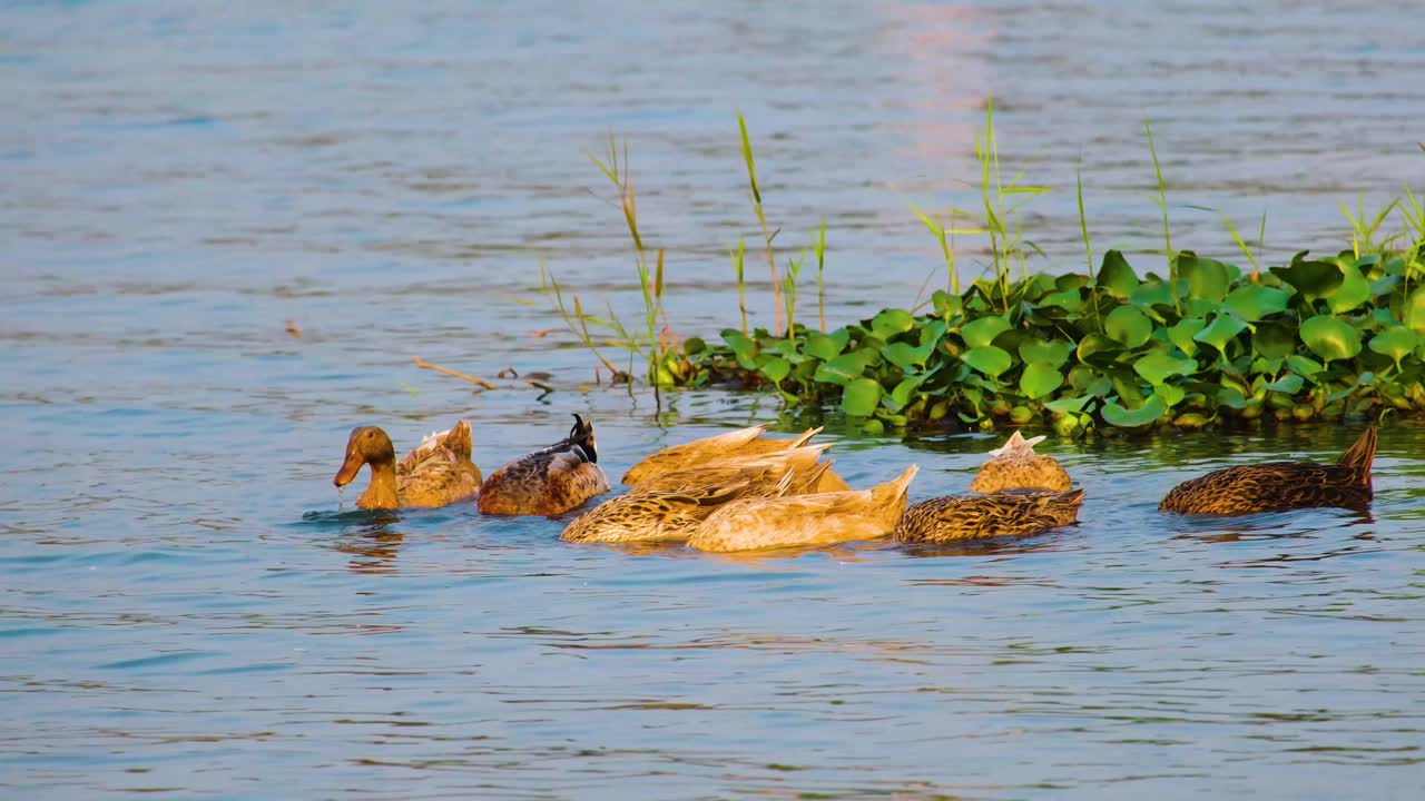 Gruppo di anatre affamate che cercano cibo sott'acqua nel lago.