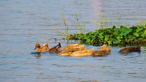 group of hungry ducks sifting food underwater on lake