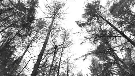 Toma-De-ángulo-Bajo-De-La-Luz-Del-Día-Brillando-A-Través-De-Un-árbol-Seco-En-Un-Día-Soleado-En-Invierno