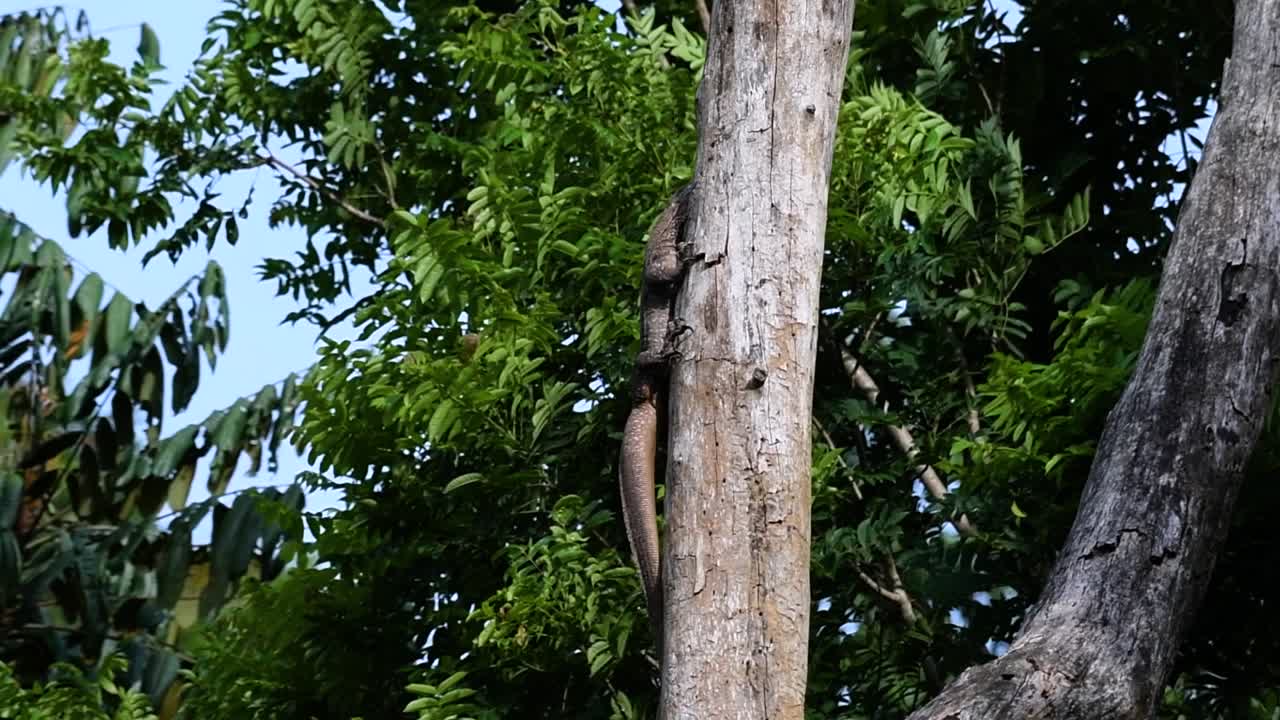 el lagarto monitor nublado se encuentra en tailandia y otros países de asia