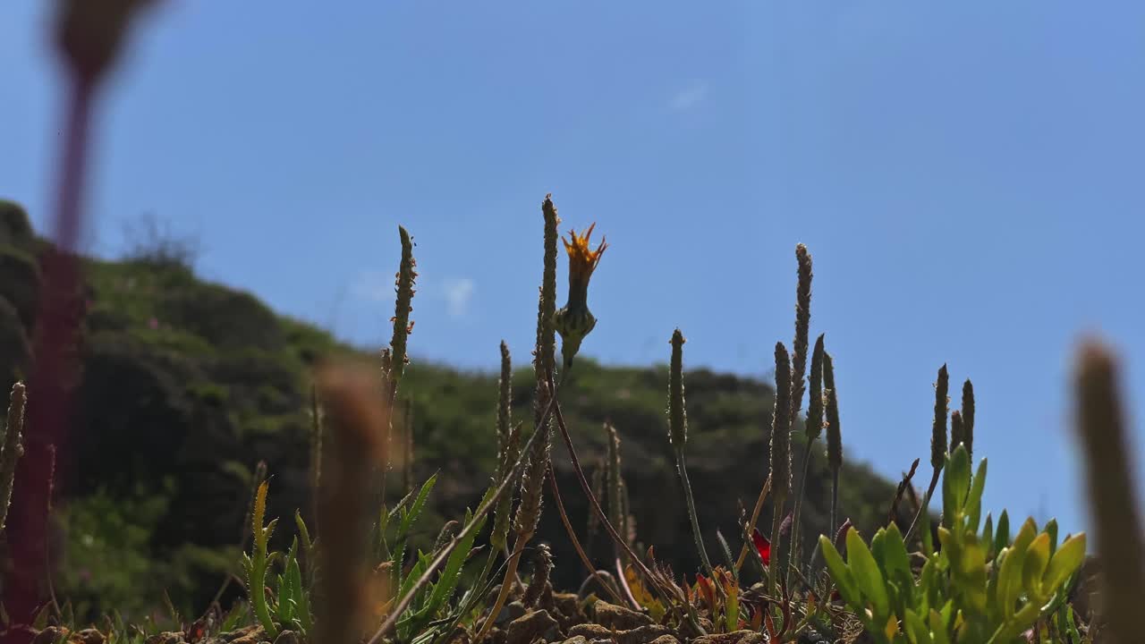 coloridas flores marinas en verano