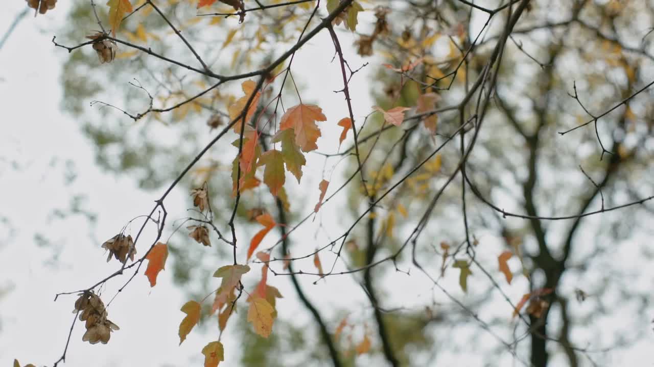 나가지 에 있는 가을 잎