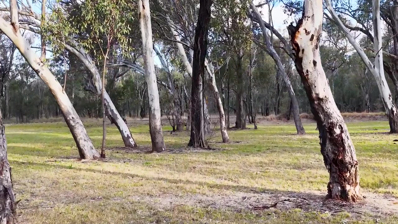 Una lenta panoramica attraverso una foresta di eucalipti illuminata dal sole con alberi dalla corteccia bianca.