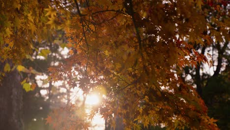 the autumn setting sun shines through the red orange japanese maple leaves