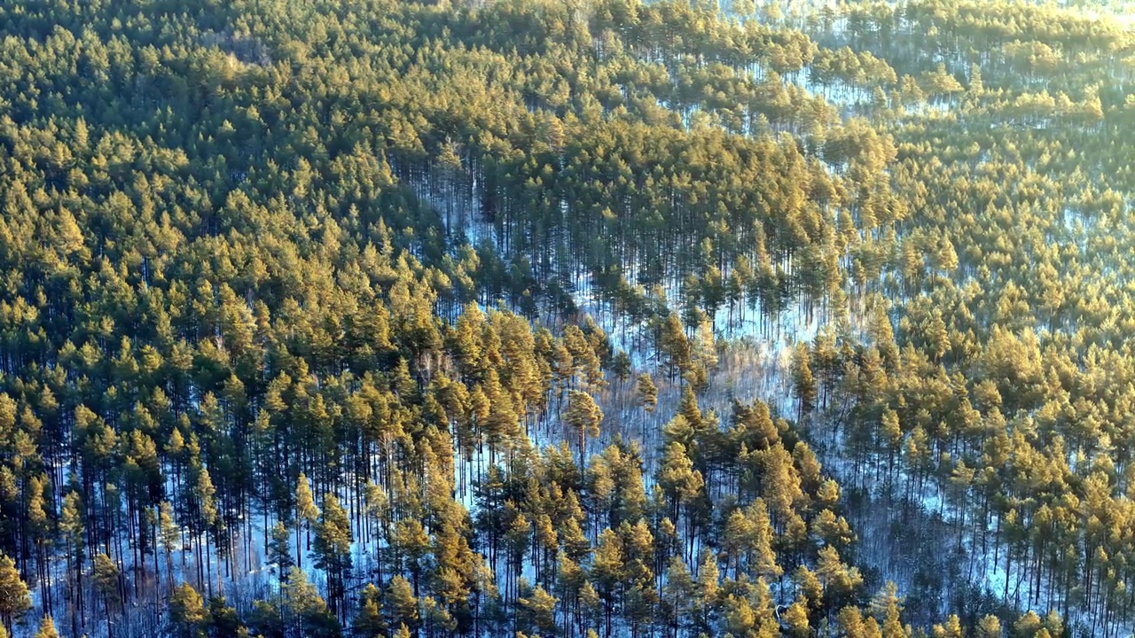 Kultaiset auringonsäteet maalaavat henkeäsalpaavan talvisen satumaiseman laajan smaragdinvihreän mäntymetsän ylle, kun korkealta otettu dronekuva paljastaa tyynen kontrastin hehkuvien puiden latvojen ja lumen varjojen välillä.