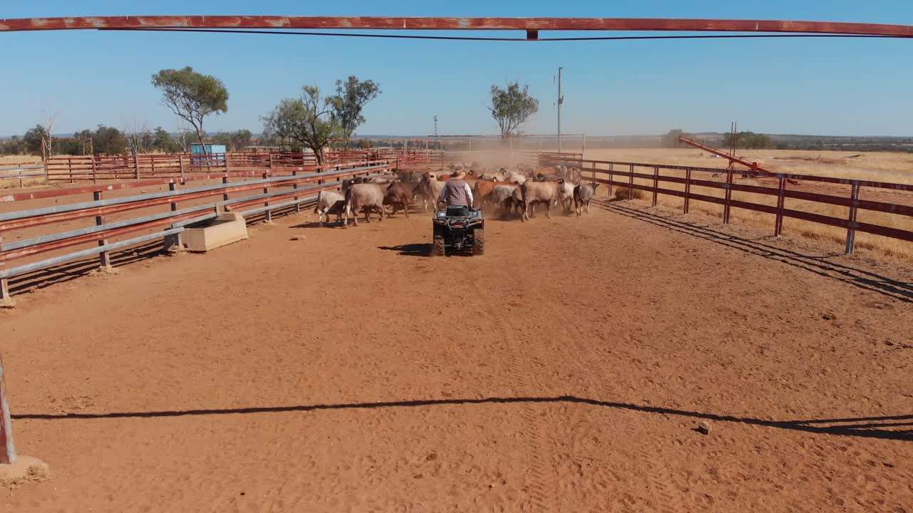 Kvæg i folde med en quad i Emerald, Queensland, Australien