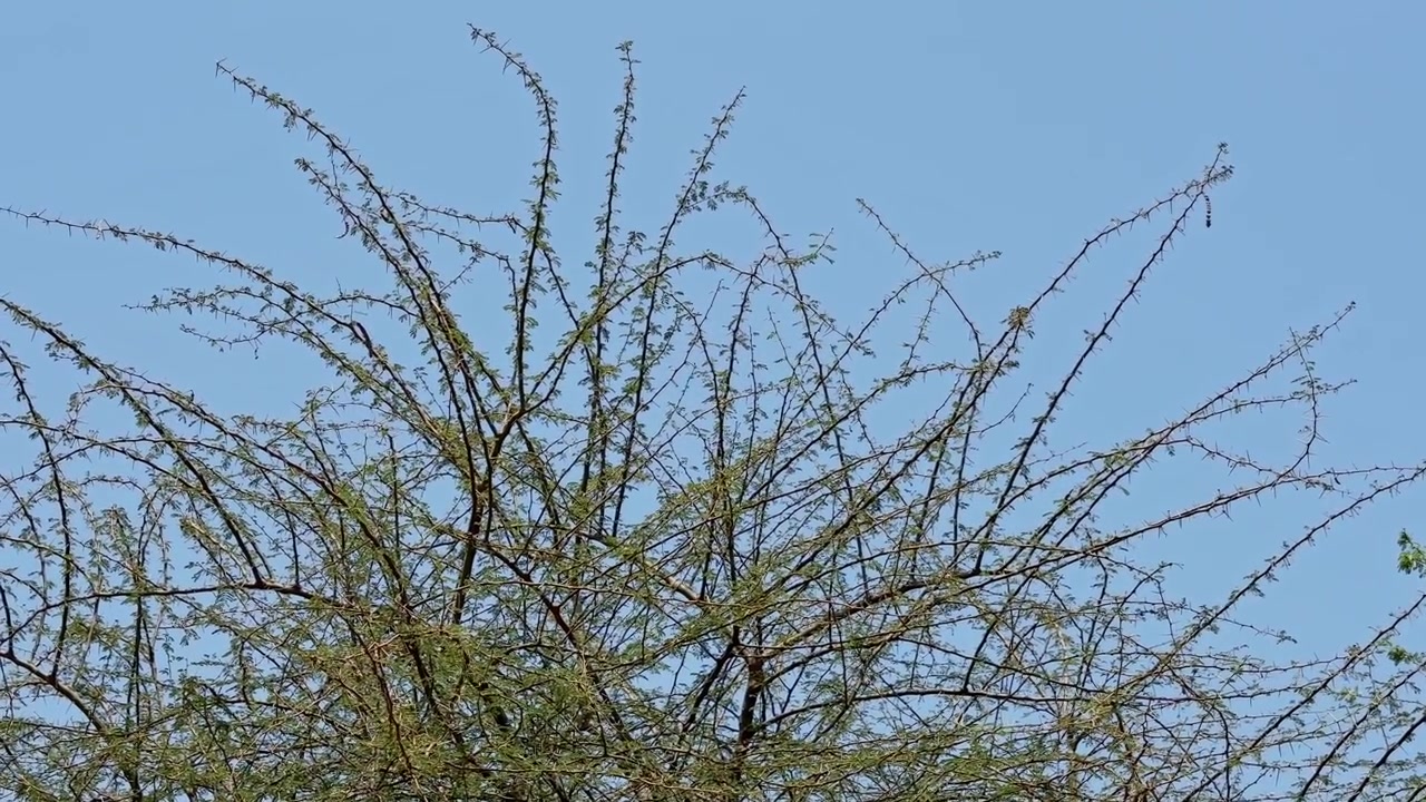 Øvre grener av et Babul-tre (Vachellia nilotica, tidligere Acacia nilotica) som sprer seg mot en klar blå himmel i et tørt landlig landskap!