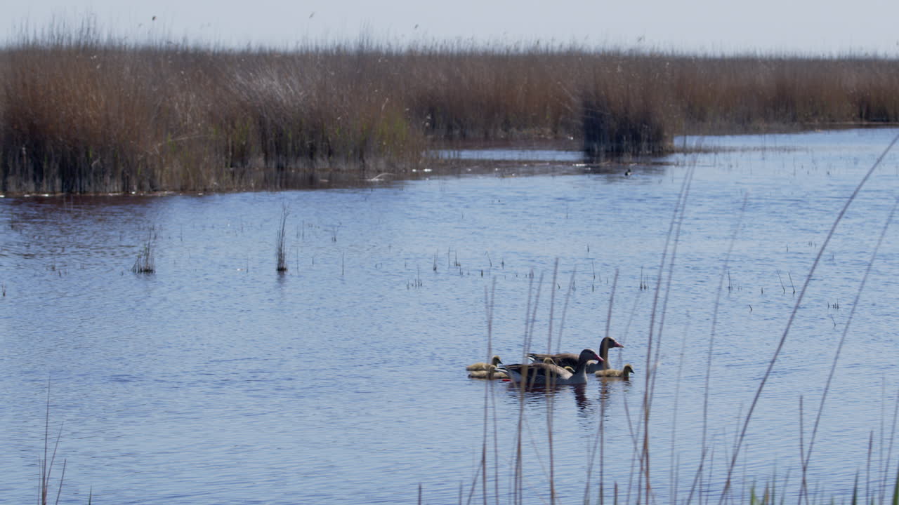 Wide shot of Greylag Goose family swimming in a lake