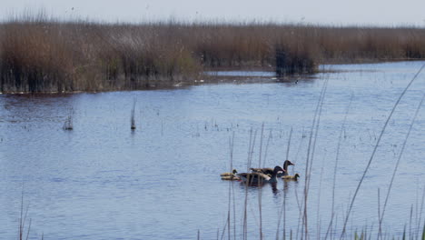 Wide-shot-of-Greylag-Goose-family-swimming-in-a-lake