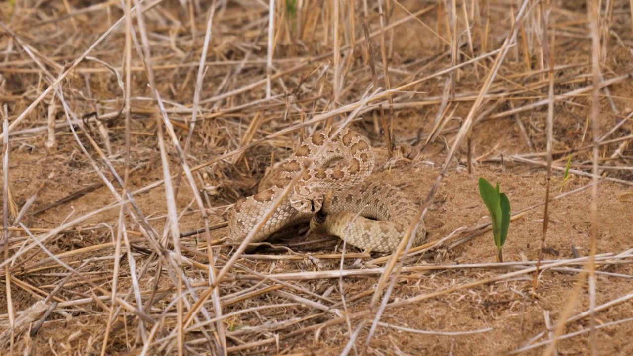 Serpent à sonnettes de l'Ouest camouflé se reposant sur un sol sec dans son habitat naturel.