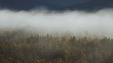 thick fog hangs above the autumn forest