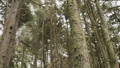 mysterious old-growth forest on a grey and foggy