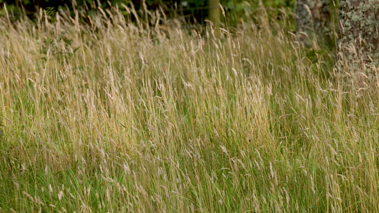 Tall wild grasses gently moving in natural Scottish Highland meadow, soft daylight, static camera