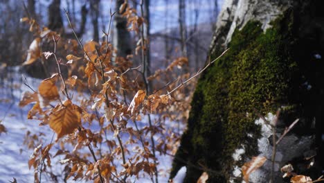 Hojas-De-ámbar-Bajo-Un-árbol-Con-Musgo-En-Un-Bosque-Durante-El-Invierno