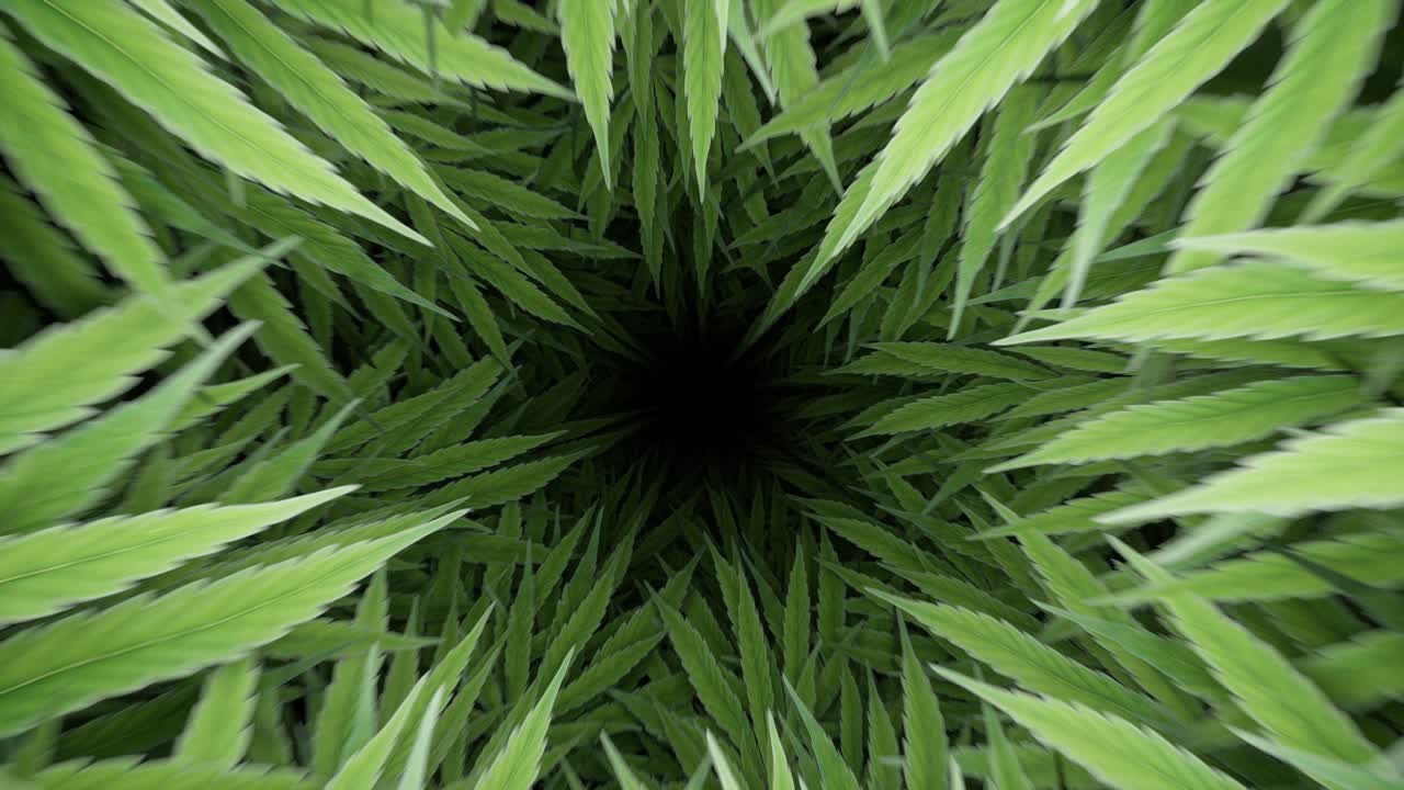 Abstract View Downward Into Green Plant Leaves