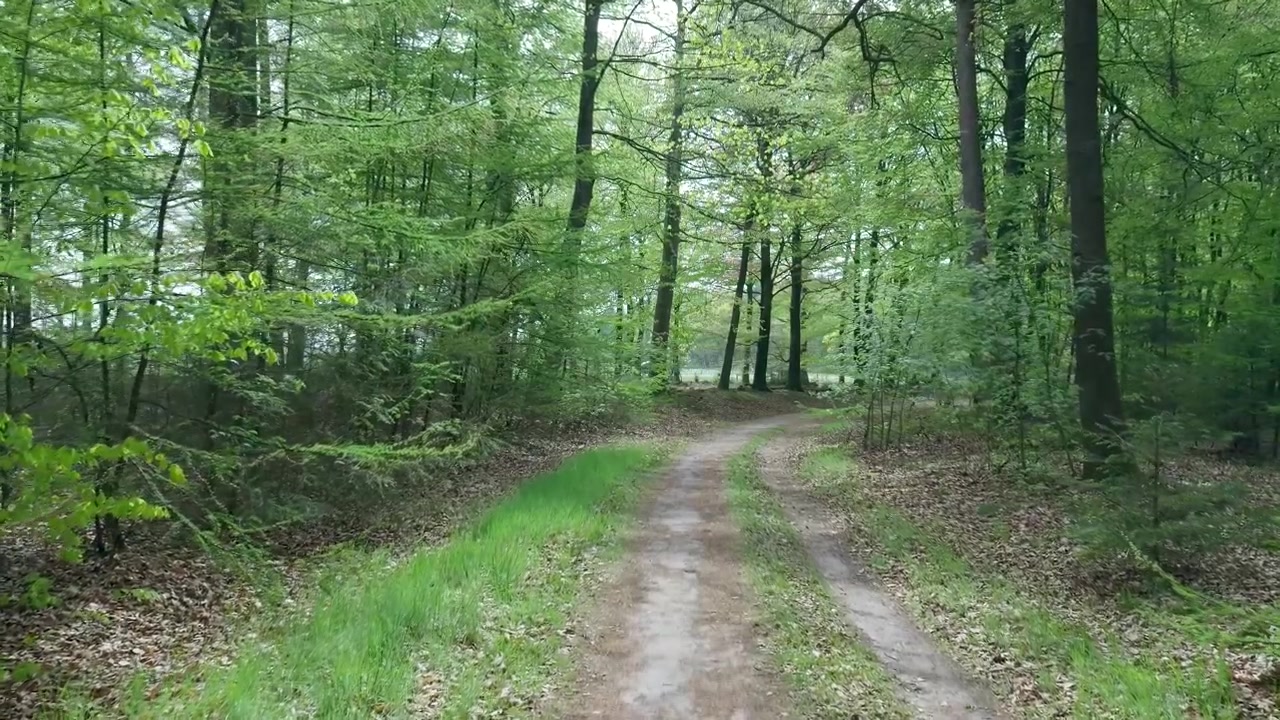 青々と茂る森を曲がりくねる土の道