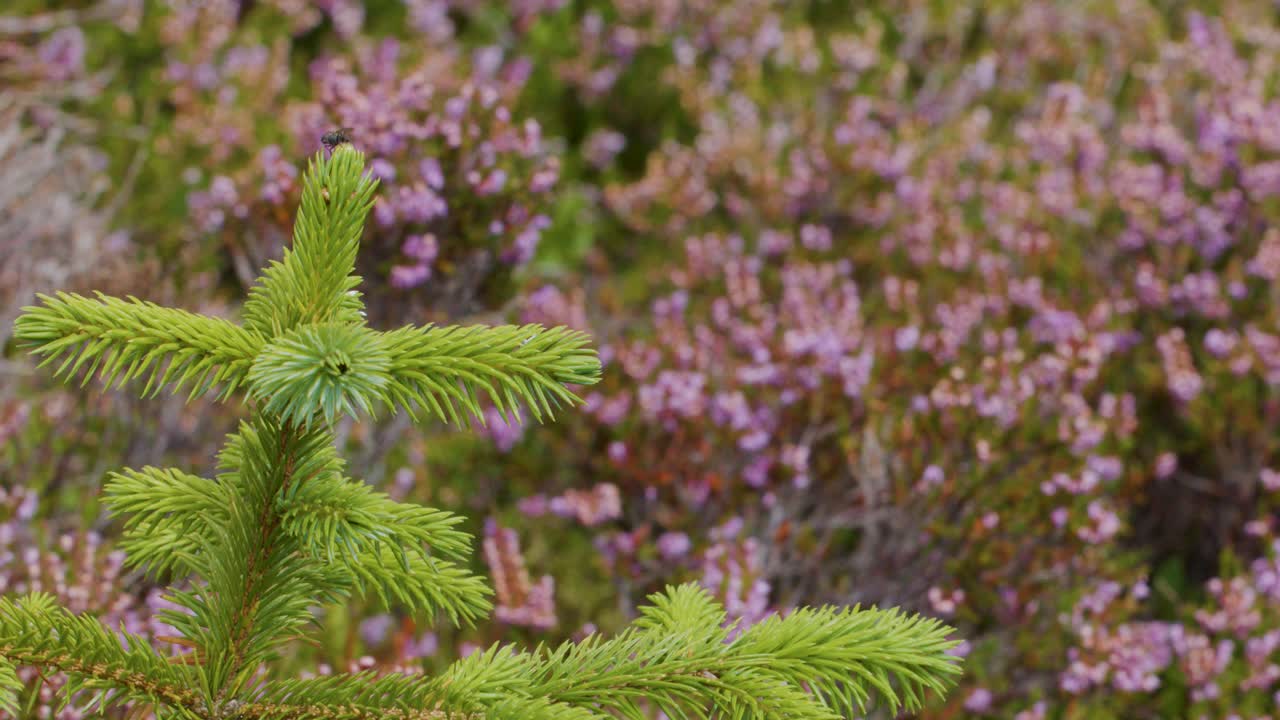 A close-up of a young pine tree branch gently swaying in the wind, set against a softly blurred background of purple wildflowers in natural daylight