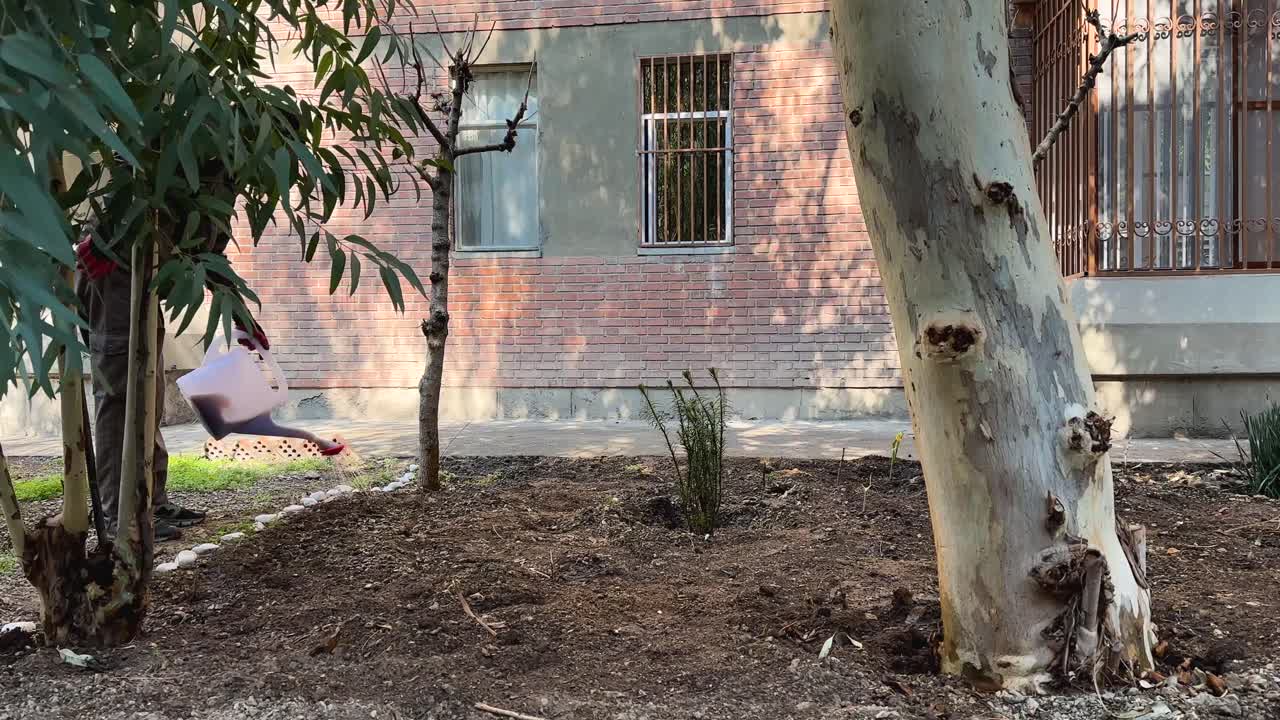 Watering garden in orchard nature environment landscape of urban irrigation system Citrus tree farming organic sunlight harvest fresh fruit healthy autumn agriculture outdoor growth traditional Iran