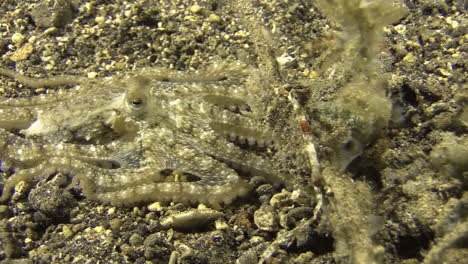 white-v-octopus-moving-left-to-right-passing-a-piece-of-coral-with-the-same-color