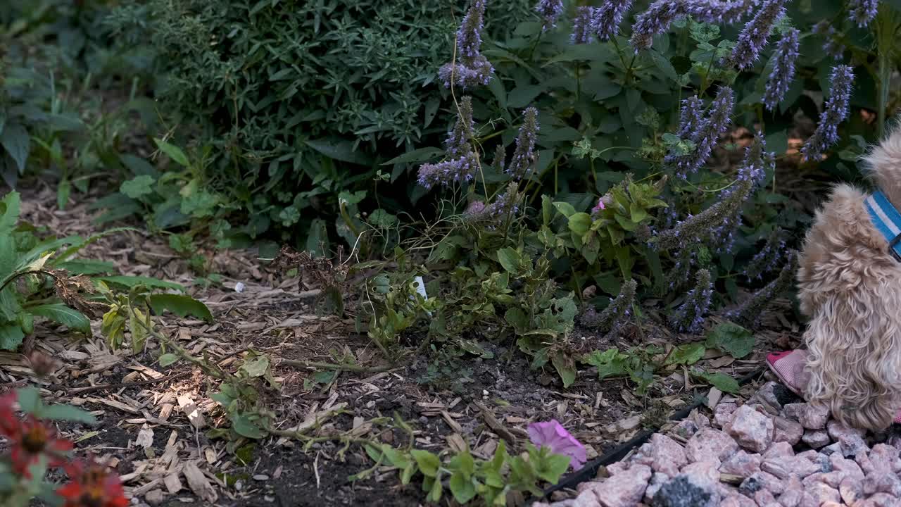 Cucciolo di cane biondo che gioca con il suo giocattolo da masticare su un sentiero di un giardino fiorito, con panoramica, messa a fuoco morbida e aspetto cinematografico.