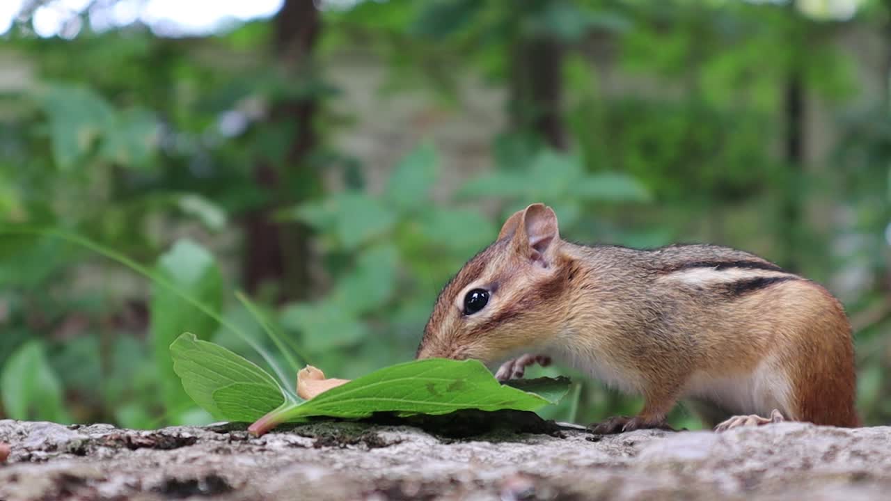 Simpatico, adorabile chipmunk che mangia burro d'arachidi da una foglia
