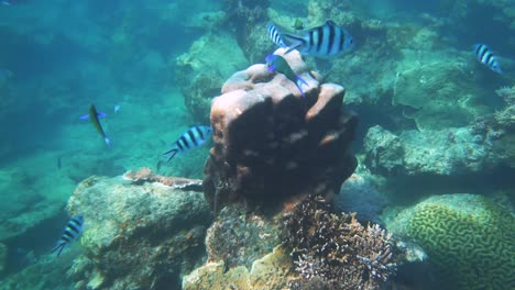 a beautiful slow motion under water scene at a coral reef at perhentian island in malaysia with fish swimming past the camera