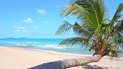 um coqueiro crescendo horizontalmente sobre uma praia arenosa