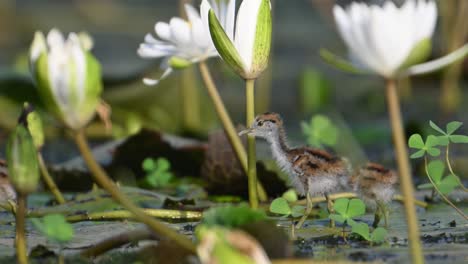 Hühnchenküken-Mit-Seerosenblüten-Am-Morgen