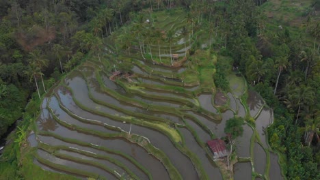 Vista-Icónica-De-Los-Campos-De-Arroz-De-Bali-Indonesia-Con-Reflejos,-Aérea